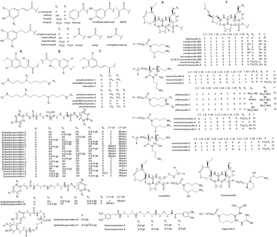 Chemical structures of open chain spermidine and spermine alkaloids.