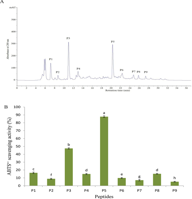 RP-HLPC chromatogram on a Zorbax, SB C-18 column of the papain hydrolysate fraction < 1000 Da obtained using ultrafiltration process (A), and ABTS•+ scavenging activity of the separated peptides (B). Data are expressed as mean ± standard deviation. Different letters above bars indicate significant differences at p < 0.05.