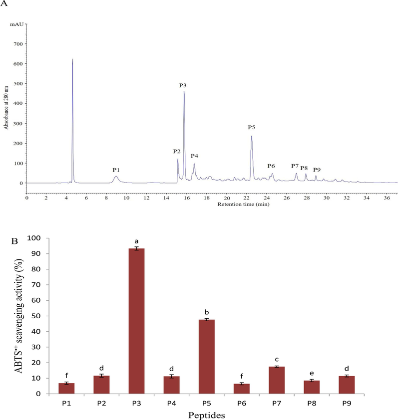 RP-HLPC chromatogram on a Zorbax, SB C-18 column of the alcalase 2.4L hydrolysate fraction < 1000 Da obtained using ultrafiltration (A), and ABTS•+ scavenging activity of the separated peptides (B). Data are expressed as mean ± standard deviation. Different letters above bars indicate significant differences at p < 0.05.