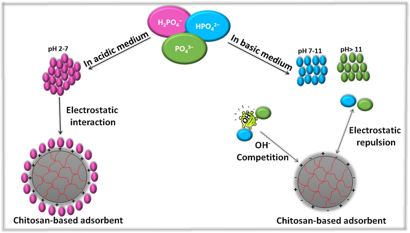 Schematic representation of the multi-forms of phosphate anion at different pH.