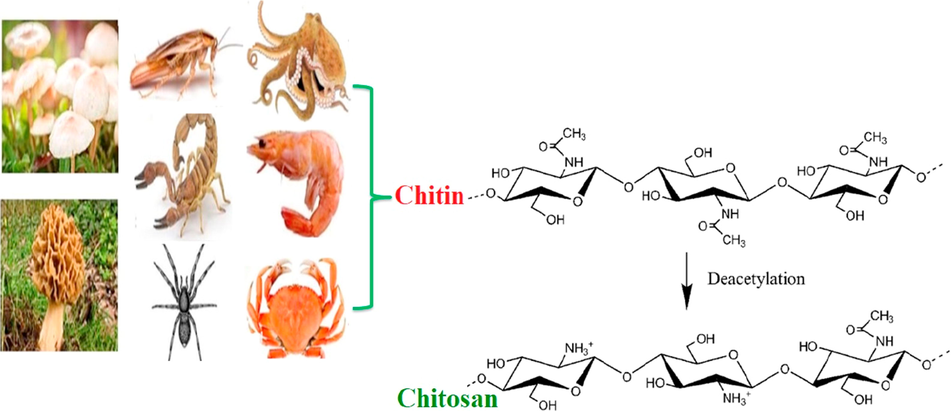 Different sources of chitosan biopolymer.