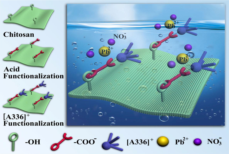 Schematic representation of the fabrication of [A336][CMCTS] adsorbent with various functional groups for adsorption of Pb(II) ions (Cui et al., 2013); Copyright 2021, Elsevier.