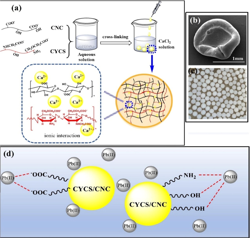 (a) Schematic representation of the preparation of CYCS/CNC beads, (b, c) SEM image and digital alboratory image for CYCS/CNC beads, respectively, (d) Effect of pH on the adsorption capacity and surface charges and (c) suggested mechanism for the adsorption of Pb(II) on CYCS/CNC beads. Reprinted with permission from (Xu et al., 2021); Copyright 2021, Elsevier.