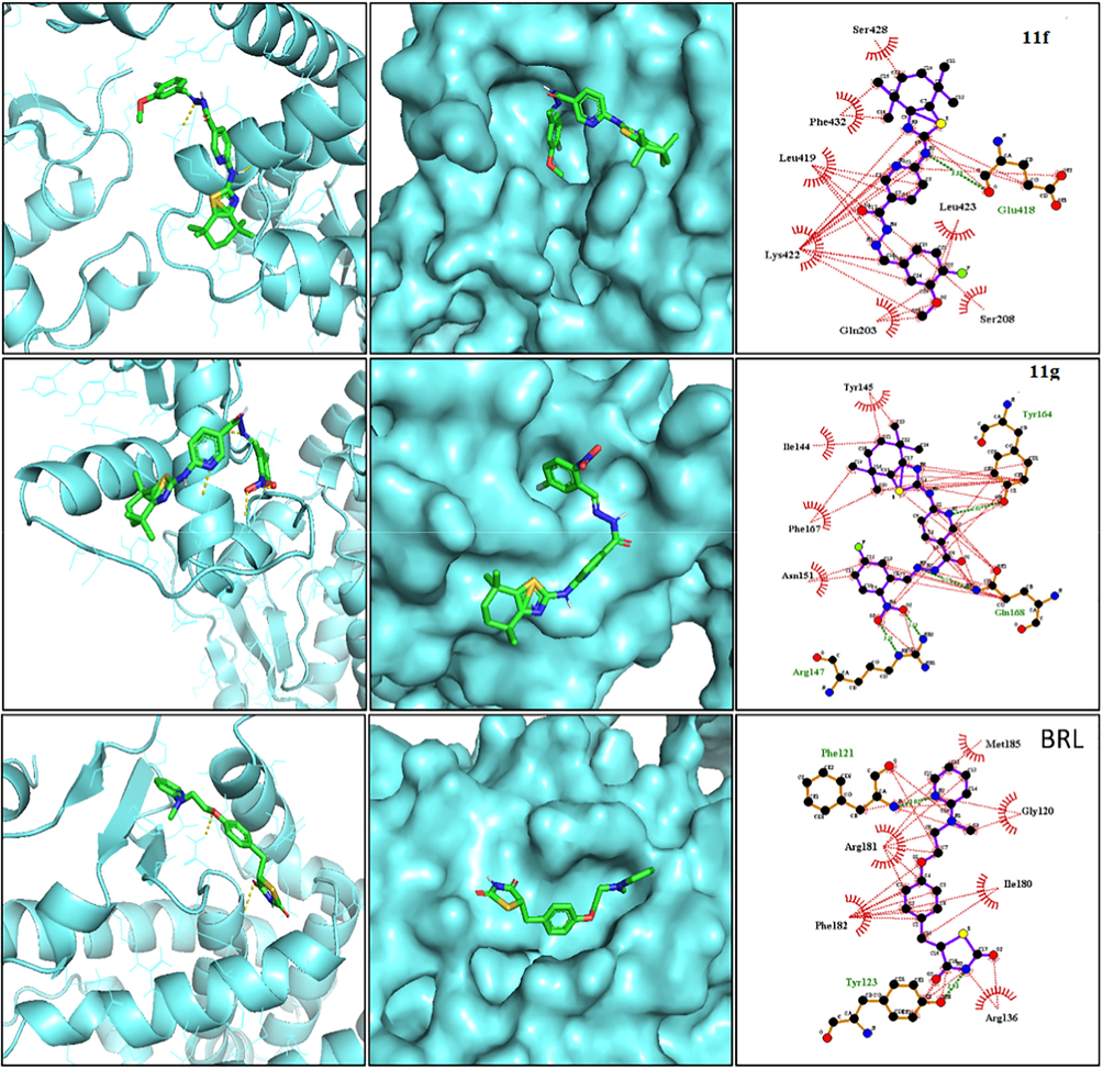 (A) Binding interactions and best poses for the synthesized compounds against hPPAR-γ protein active site (PDB ID: 3DZY). The best docked pose for active compounds 11f and 11g was represented in the image. The co-crystal ligand Rosiglitazone (BRL) was used as positive control.