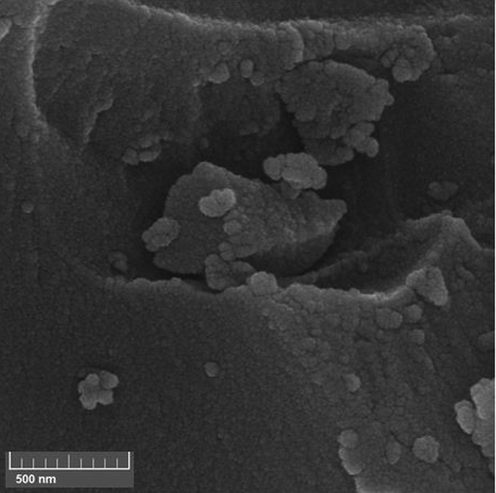 The SEM image of KIT-5-bigua-Ag nanocomposite.