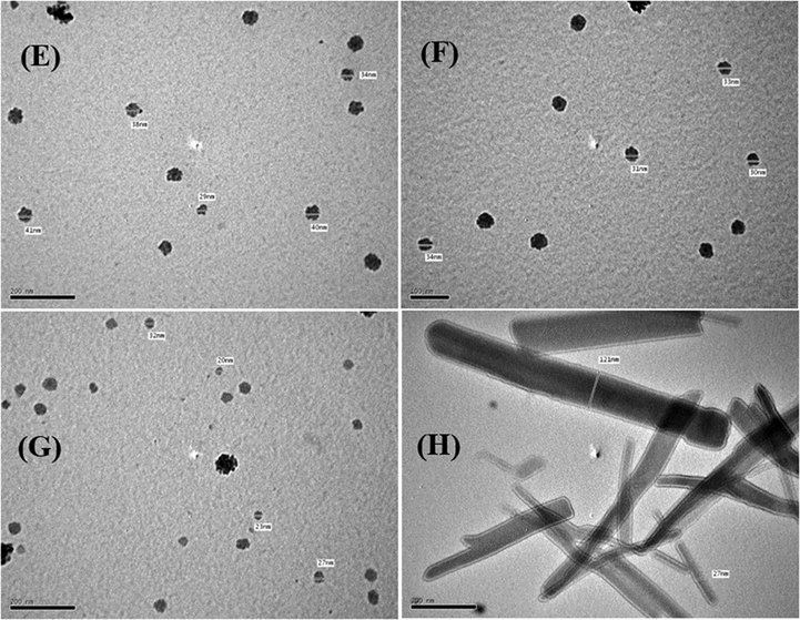 High-resolution TEM images of the (E) Co(III), (F) Ni(II), (G) Cu(II), and (H) Zn(II) complexes.