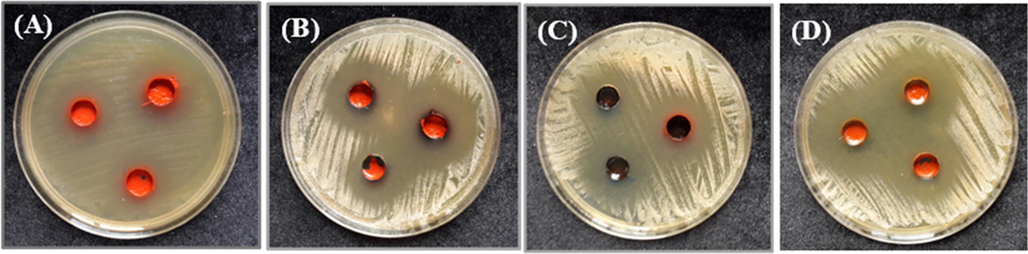 Inhibition zone of the (A) Co(III) complex against S. enterica ser. Typhi growth, and those of the (B) V(III), (C) Fe(III), and (D) Cr(III) complexes against C. albicans growth.