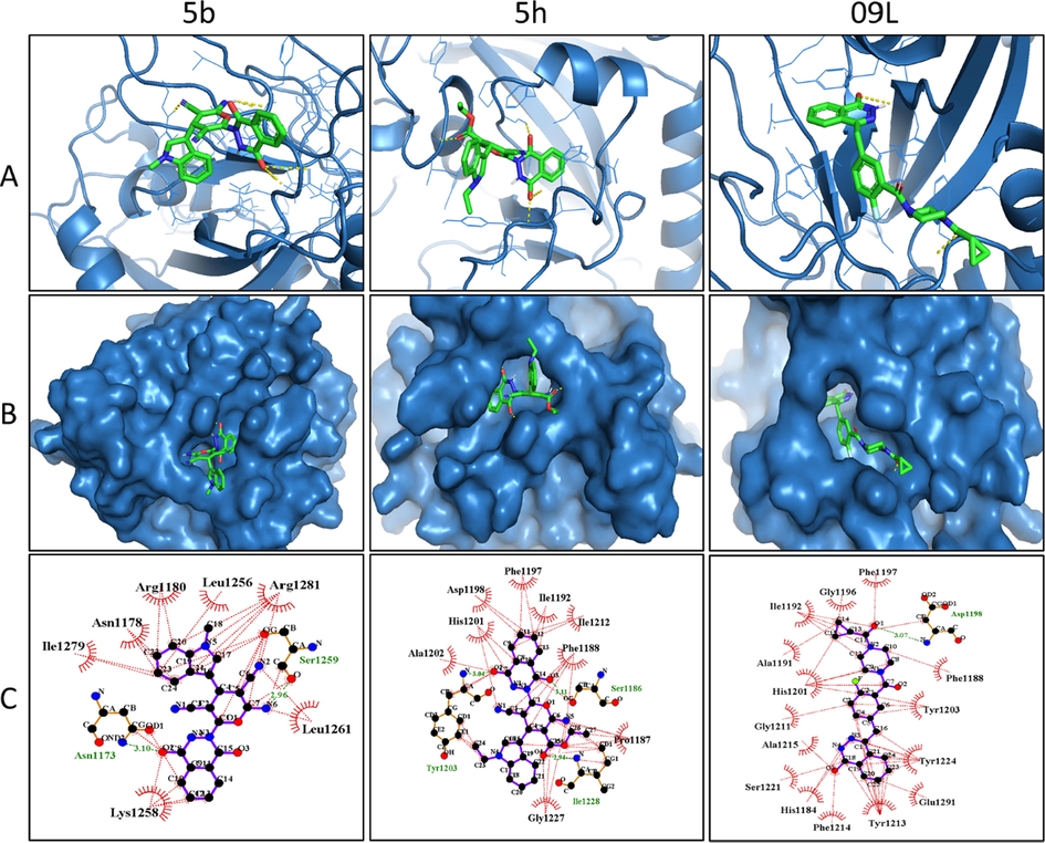 (A) 3D binding conformations of the hybrids (5b and 5h) with human tankyrase-1 protein (PDB ID: 7KKO) along with co-crystalized ligand (09L). (B) Surface representation of target protein with docked molecules at the binding site. (C) 2D binding interactions of the hydrids and olaparib with the target.