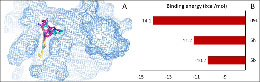 (A) The overlayed structures of 5b and 5h along with co-crystalized ligand 09L at the binding site. (B) Binding energies (kcal/mol) shown was docked ligands at active site of human tankyrase-1 protein.