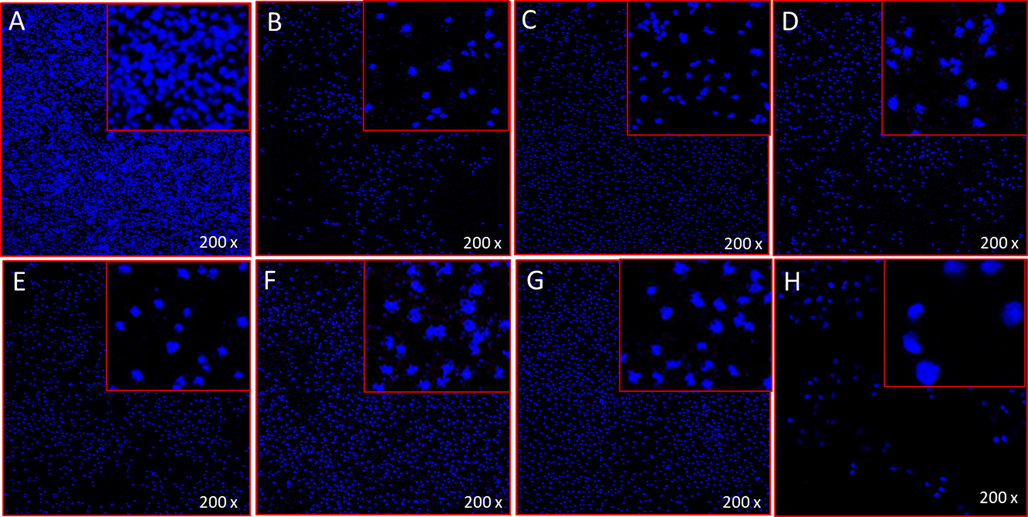 A-H. Apoptotic cells morphology by DAPI staining: It shows the impact of NPs treatments on colon cancer cells (HCT-116) post 48 h treatment. Figure A Control; Figure B CoNiNd (NPs); Figure C CoNiNd (NPs) + LA; Figure D CoNiNd (NPs) + Ginger; Figure E CoNiNd (NPs) + FS; Figure F CoNiNd (NPs) + LS; Figure G CoNiNd (NPs) + TG; and Figure H, CoNiNd (NPs) + DF.