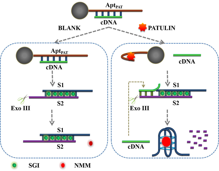 The working mechanism of the ratiometric aptasensor.