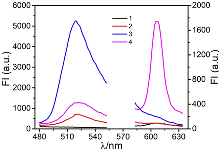 The fluorescence spectra of the biosensing system: (1) MB-AptPAT-C complex without PAT and without S1-S2, (2) MB-AptPAT-C complex with PAT (200 ng·L−1) and without S1-S2, (3) MB-AptPAT-C complex without PAT and with S1-S2 (500 nM), (4) MB-AptPAT-C complex with PAT (200 ng·L−1) and S1-S2 (500 nM).