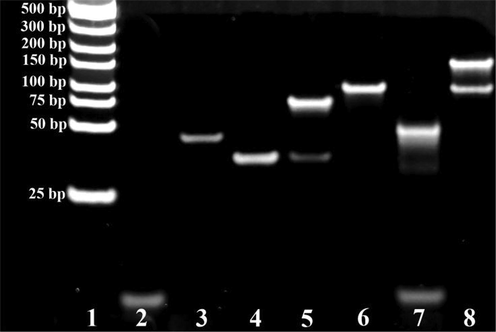 Gel electrophoresis showing the DNA interaction of the biosensing system. Lanes 1–8: (1) DNA marker (25–500 bp); (2) MB-AptPAT-C complex + PAT; (3) S1; (4) S2; (5) MB-AptPAT-C complex + PAT + S2; (6) S1-S2 + Exo III; (7) MB-AptPAT-C complex + PAT + S1-S2 + Exo III ; (8) MB-AptPAT-C complex + PAT + S1-S2 + without Exo III.