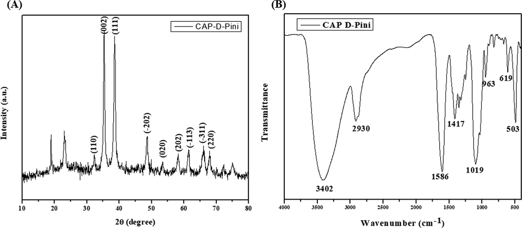 XRD and FT-IR analysis of synthesized CSP-dP-NCs (A): XRD analysis of formulated CSP-dP-NCs showed the crystalline nature. (B): FT-IR spectrum of CSP-dP-NCs demonstrated the existence of O—H, H, C—O, C—H, O—H stretching, which is confirmed by various peaks.