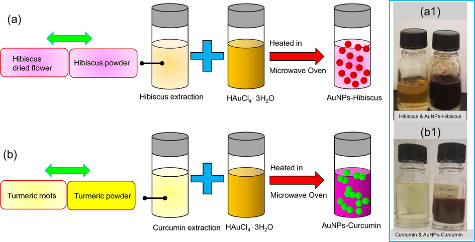 Schematic illustration of AuNPs preparation; (a) AuNPs-Hibiscus and (b) AuNPs-Curcumin along with digital photos of extractions and prepared AuNPs (a1, b2).