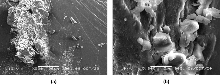 SEM images of AgNPs-[chi-SiG] with (a) 500 × magnification, and (b) 5000 × magnification.