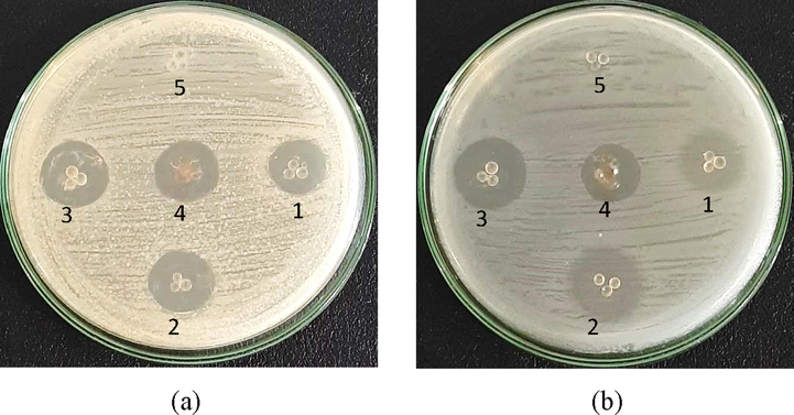 Inhibition zone of chi-SiG tested against (a) S. aureus (b) E. coli; (1) chi-SiG coating 1 ×, (2) chi-SiG coating 2 ×, (3) chi-SiG coating 3 ×, (4) AgNPs-[chi-SiG], and (5) SiG (control).