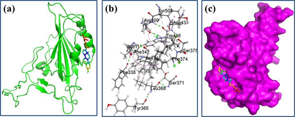 Docking simulation between spike receptor-binding domain of SARs-CoV-2 and 28-demethyl-beta-amyrone, respectively, where (a) Cartoon view, (b) 3D view, and (c) Surface view.