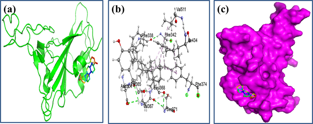 Docking simulation between spike receptor-binding domain of SARS-CoV-2 and 24-Noroleana-3,12-diene respectively, where (a) Cartoon view, (b) 3D view, and (c) Surface view.