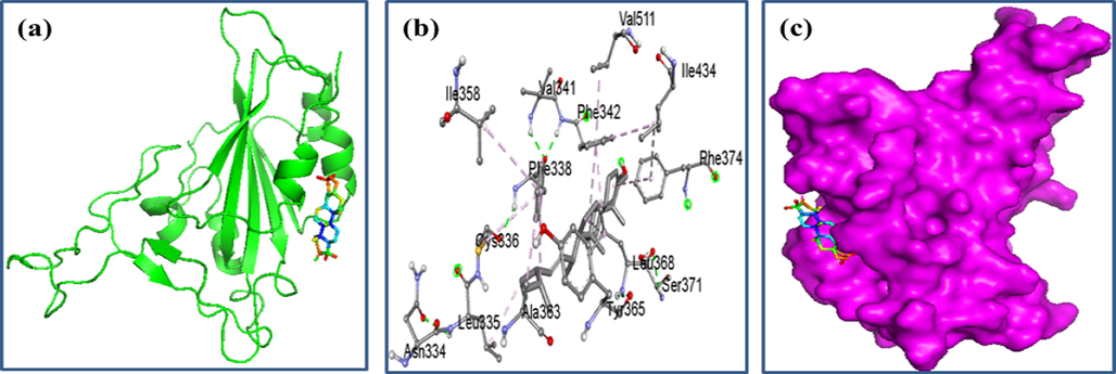 Docking simulation between spike receptor-binding domain of SARS-CoV-2 and stigmasterol, respectively, where (a) Cartoon view, (b) 3D view, and (c) Surface view.