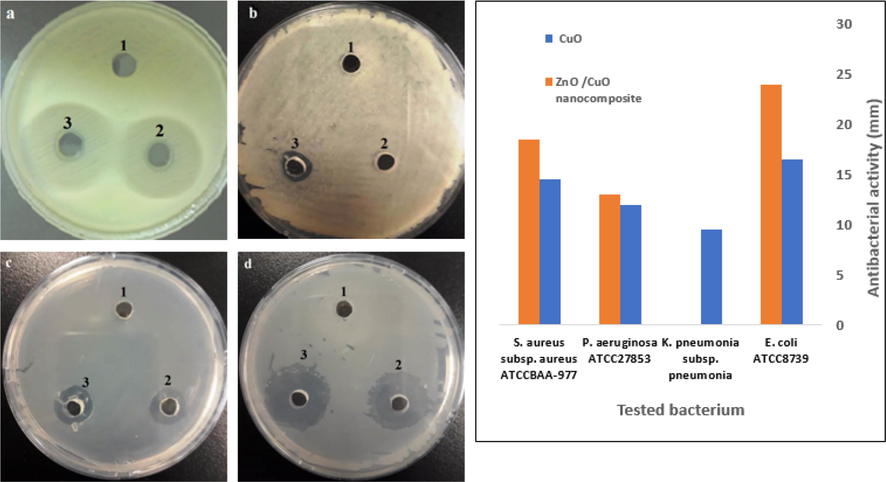 (left) The antibacterial effect of CuO NPs alone (2) and in combination with ZnO NPs (3). Panel (1) corresponds to the control treatment (solvent alone). Panel (a) represents E. coli ATCC8739 culture, panel (b) represents K. pneumonia subsp. pneumoniae ATCC700603 culture, panel (c) represents P. aeruginosa ATCC27853 culture, while panel (d) represents S. aureus subsp. aureus ATCCBAA-977 culture. A bar graph shows the antibacterial activity of CuO and ZnO/CuO nanocomposite against different types of bacteria (right).