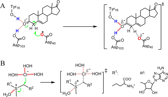 Effects of electrostatic interactions on the free energy barriers (ΔG‡s) of reactions. (A) Ground state (GS) and transition state (TS) of the ketosteroid isomerase (KSI)-catalyzed isomerization of 5-androstene-3,17-dione (5-AND). The electrostatic interactions of the substrate oxygen atom reduce the ΔG‡ of the reaction. (B) The GS and TS of the reaction between S-adenosylmethionine and Cl− in aqueous solution. The electrostatic interactions of S+/Cl− with water increase the ΔG‡ of the reaction.