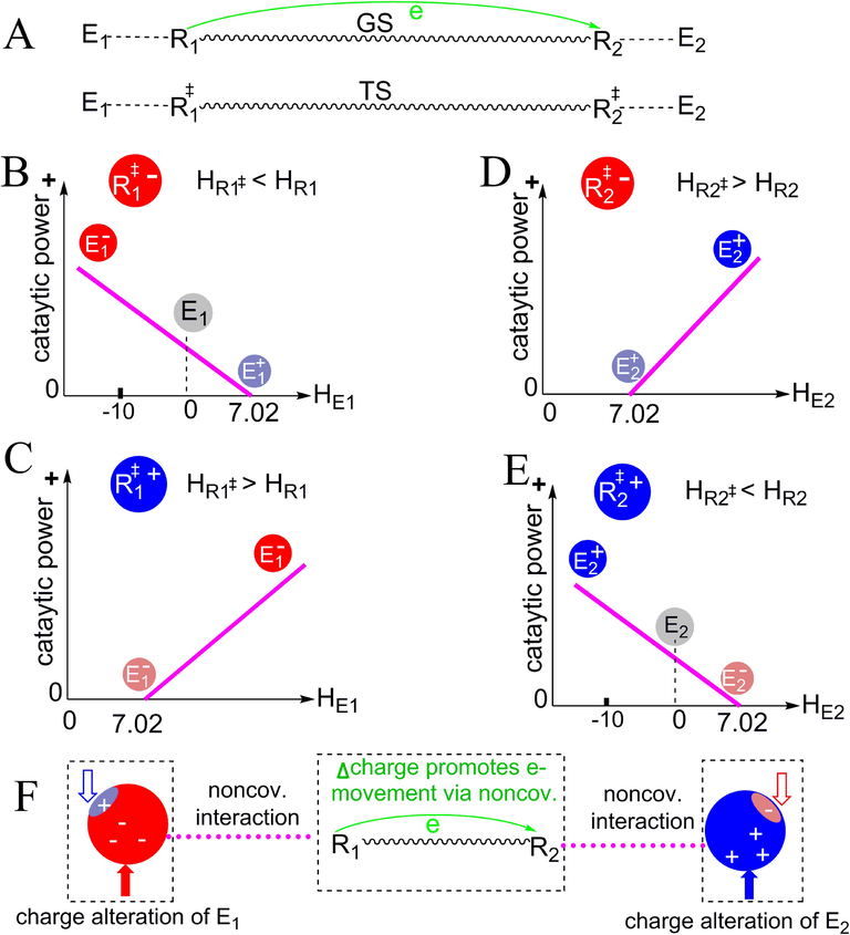 Effects of the charge alterations of the enzyme-based interacting atoms on enzyme catalytic power. R1 and R2 represent substrate atoms; R1‡ and R2‡ are the TSs of R1 and R2, respectively. E1 and E2 indicate the interacting atoms from the enzyme. (A) GS and TS of the reaction in which electrons move from R1 to R2. (B, C) The relationships between HE1 (H-bonding capability of E1) and the catalytic power contributed by R1…E1 when R1‡ is negative as shown in (B) or positive as shown in (C). (D, E) The relationships between HE2 (H-bonding capability of E2) and the catalytic power contributed by R2…E2 when R2‡ is negative as shown in (D) or positive as shown in (E). (F) Summary of the approaches for enhancing enzyme catalytic powers: in the electron-donating center, decreasing positive charges and increasing negative charges; in the electron-accepting center, decreasing negative charges and increasing positive charges.