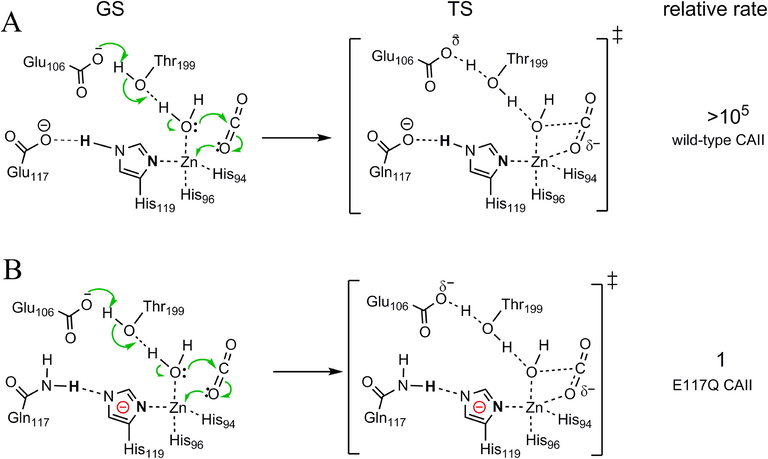 Effect of charge alterations on the catalytic power of metalloenzymes. (A) The GS, TS and the relative second-order rate constant for CO2 hydration catalyzed by wild type carbonic anhydrase II (CAII) at pH 8.9.(Huang et al., 1996; McCall et al., 2000) (B) the GS, TS and the relative second-order rate constant for CO2 hydration catalyzed by E117Q CAII at pH 8.9.