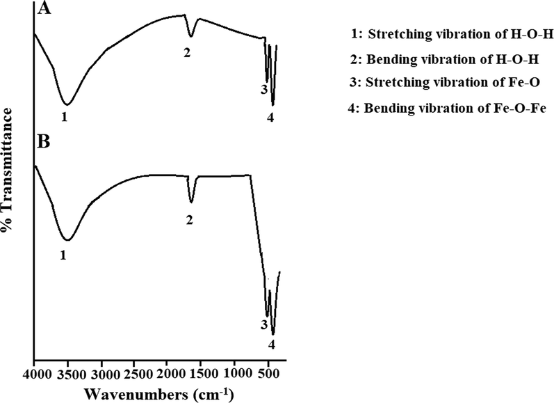 FT-IR spectra of the OL (A) and OS (B) samples.