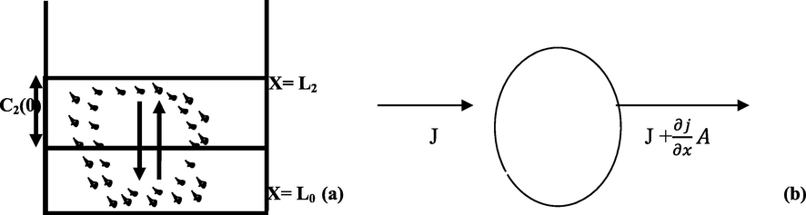 Schematic outlay of the process showing L2, height of coagulated wastewater, the interface of less and rich-particle zones(a), Species conservation in CF (b).