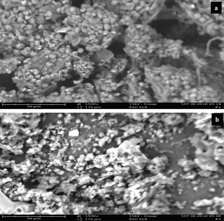 SEM micrograph LCS at 1500x magnification (a) and PTSS at 1500 × magnification (b).