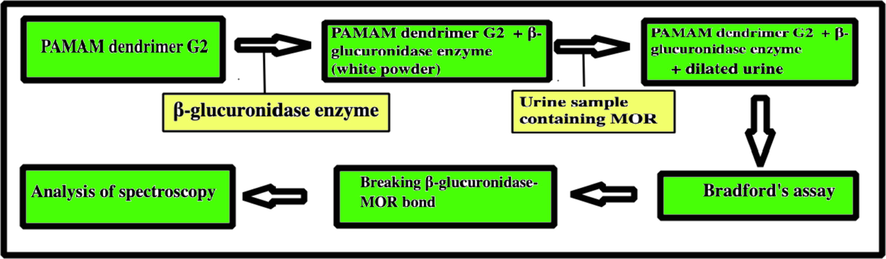 General procedure of synthesis of dendrimer for trapping MOR by β-glucuronidase.