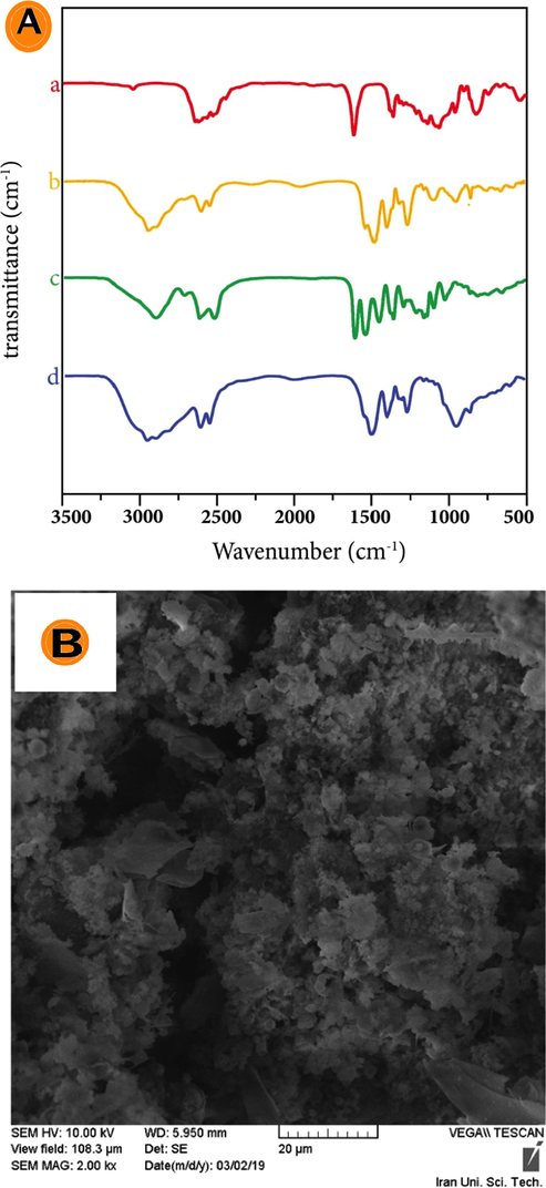 (A) FT-IR spectrum of PAMAM (a) dendrimer G0.5; (b) dendrimer G1; (c) dendrimer G1.5; (d) dendrimer G2; (B) SEM for β-glucuronidase enzyme trapped in PAMAM dendrimer G2.