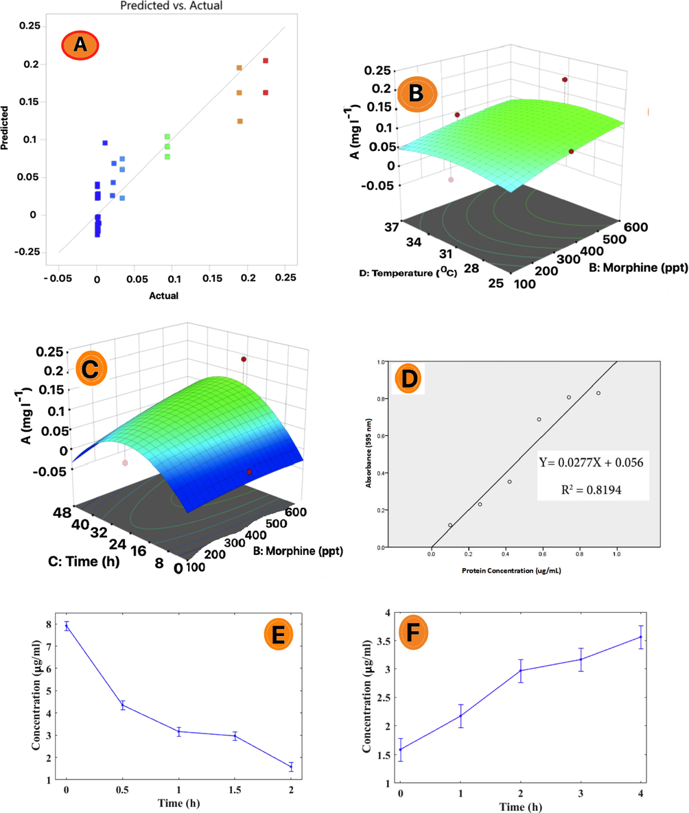 (A) Based distribution of RSM trapped β-glucuronidase enzyme trapped in PAMAM dendrimer G2; (B) ANOVA comparison of different standard concentrations of MOR with temperature changes in real urine samples; (C) ANOVA comparison of different standard concentrations of MOR with times changes in real urine samples; (D) BRAD FORD trapped β-glucuronidase enzyme trapped in PAMAM dendrimer G2; (E) Diagram BRAD FORD of loading trapped β-glucuronidase enzyme trapped in PAMAM dendrimer G2; (F) Diagram BRAD FORD of relaese trapped β-glucuronidase enzyme trapped in PAMAM dendrimer G2; (G) Diagram of UV–Vis uptake of free MOR in real urine samples after exposure to the released β-glucuronidase enzyme;