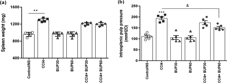 The changes in the spleen weight (Fig. 1a) and the splenic pulp pressure of rats (Fig. 1b) in the study groups (results are expressed as Mean ± SEM; n = 10). ** (P < 0.01) and *** (P < 0.001) compared to the control group; & (P < 0.05) compared to CCl4 group. Control/NS group: which received saline; CCl4 group: the cirrhotic group which received CCl4 injections (0.4 g/kg, i.p.), a solution of 1:6 of CCl4 in mineral oil; Bu 30 and Bu 60 groups: which received bupropion orally at doses 30 and 60 mg/kg/day, p.o; CCl4 + Bu 30 and CCl4 + Bu 60: treatment groups which received CCl4 + bupropion (30 and 60 mg/kg/day, p.o.).