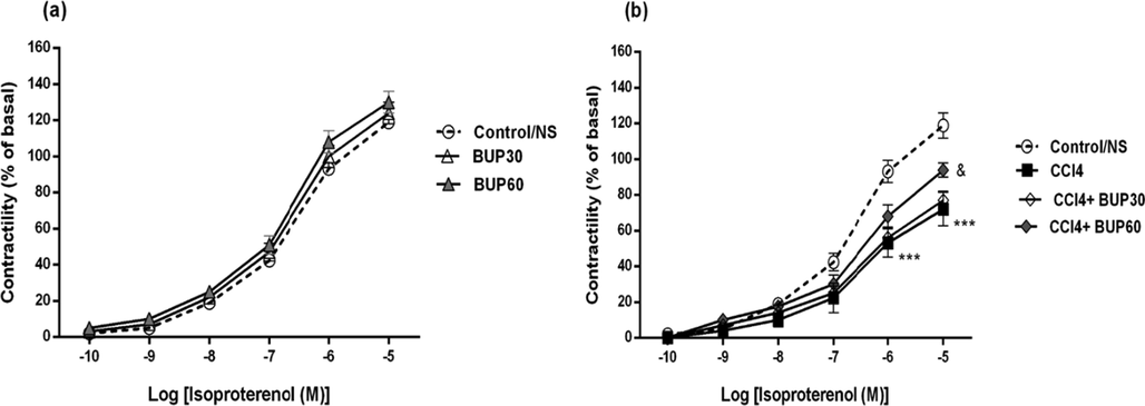 Cumulative concentration–response curve (log concentrations of 10-10, 10-9, 10-8, 10-7, 10-6 and 10-5 M) for isoproterenol in left ventricular papillary muscles isolated from control, CCl4-induced cirrhotic and bupropion-treated rats (results expressed as Mean ± SEM; n = 10). *** (P < 0.001) compared to the control group; & (P < 0.05) compared to CCl4 group.Control/NS group: which received saline; Bu 30 and Bu 60 groups: which received bupropion orally at doses 30 and 60 mg/kg/day, p.o. (Fig. 2a). CCl4 group: the cirrhotic group which received CCl4 injections (0.4 g/kg, i.p.), a solution of 1:6 of CCl4 in mineral oil; CCl4 + Bu 30 and CCl4 + Bu 60: treatment groups which received CCl4 + bupropion (30 and 60 mg/kg/day, p.o.) (Fig. 2b).