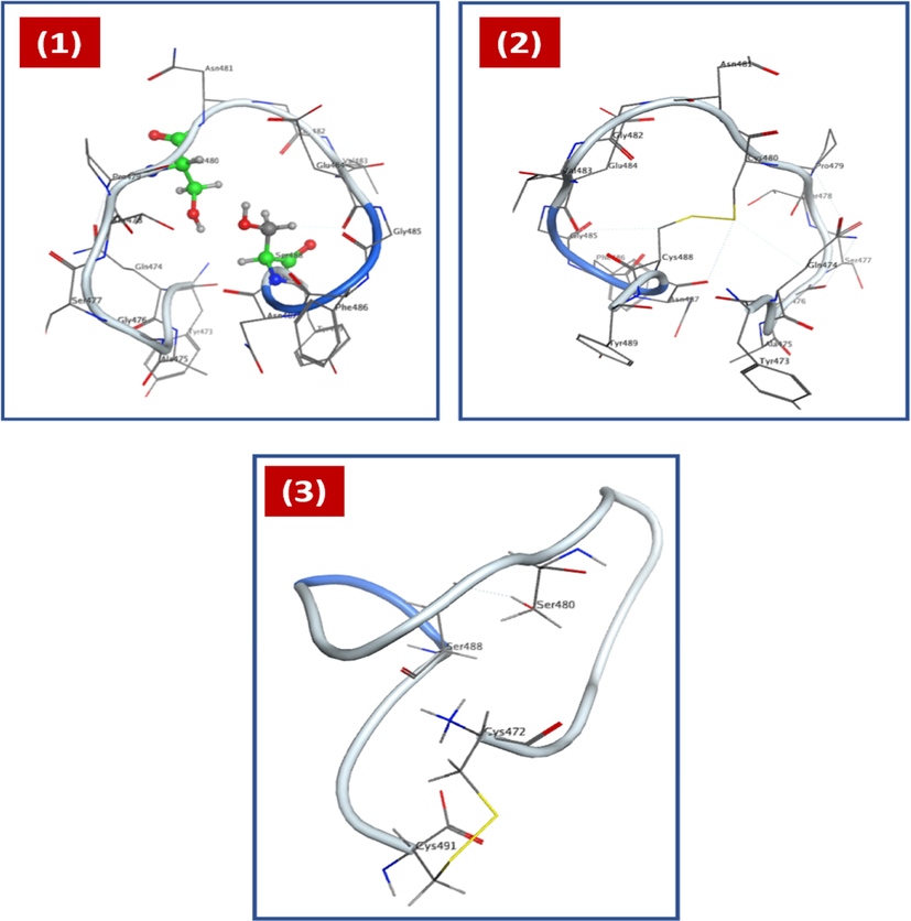 Structures of the designed peptides (1), (2) and (3) matching with the native sequences in RBD.