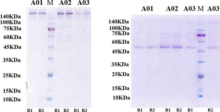 SDS-PAGE for the produced antibodiesA01, A02, and A03 in I) non-reducing and II) reducing conditions. Each antibody has been prepared in duplicate R1 (Rabbit 1) and R2 (Rabbit 2). M is a pre-stained molecular weight marker.