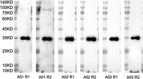 Western Blot Analyses of antibodies A01, A02, and A03against the RBD protein. Each antibody has been produced in duplicate (Rabbit 1 (R1) and Rabbit 2 (R2)).