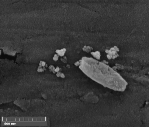 FE-SEM image of the Cu NPs@CS/Alg nanocomposite.