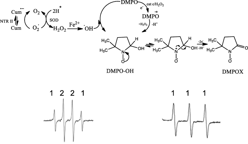 Generation of radical species on the trypomastigote form of T. cruzi, generation of metabolites and their interaction with the spin trapping DMPO.