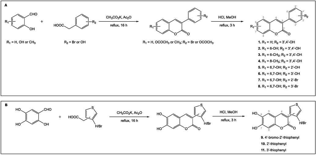 Synthetic methodology for obtaining compounds 1–11 via Perkin-Oglialoro reaction. A. Synthesis of 3-homoarylcoumarins 1–8. B. Synthesis of 3-heteroarylcoumarins 9–11.