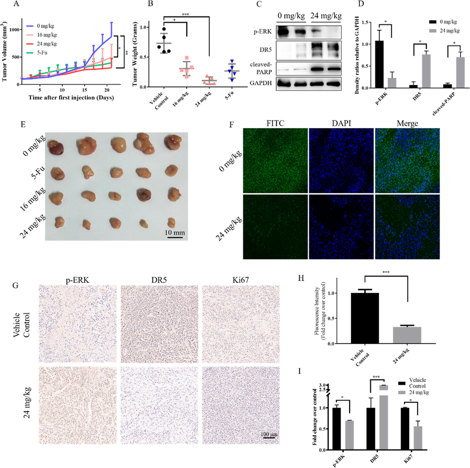 Compound 9l inhibited gastric cancer in vivo. A. Tumor volume during the treatment with compound 9l; B. Tumor weight of different groups; C & D. Protein levels in the tumor tissue; E. Pictures of tumor tissue; F & H. The tunnel level of tumor tissue; G & I. Level of the p-ERK, DR5 and Ki67 in the tumor tissue.