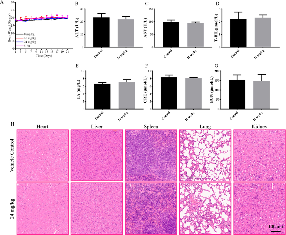 Compound 9l showed no significant toxicity in vivo. A. Body weight of mice during the treatment with compound 9l; B to G. Blood biochemistry indexes; H. H&E staining of mice organs.