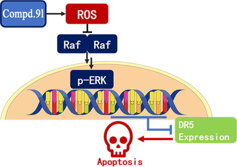 Potential mechanism model compound 9l which activated the ROS-ERK-DR5 axis to inhibit gastric cancers.