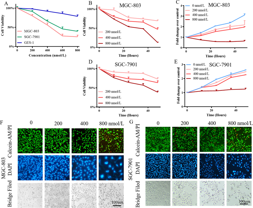 Compound 9l inhibited gastric cancer cells in vitro. A, B & D. Cell viability of gastric cancer MGC-803 and SGC-7901 cells after the treatment with indicated concentrations of 9l for 48 h; C & E. Growth curves of gastric cancer cells after the treatment indicated concentrations of 9l; F & G. Cell death Avermectin induced (upper panel, dead cells were stained red), cellular morphologies (lower panel) and nucleus (mid panel). Cells were treated with different concentrations of compound 9l for 48 h, then cells were stained with different dyes.