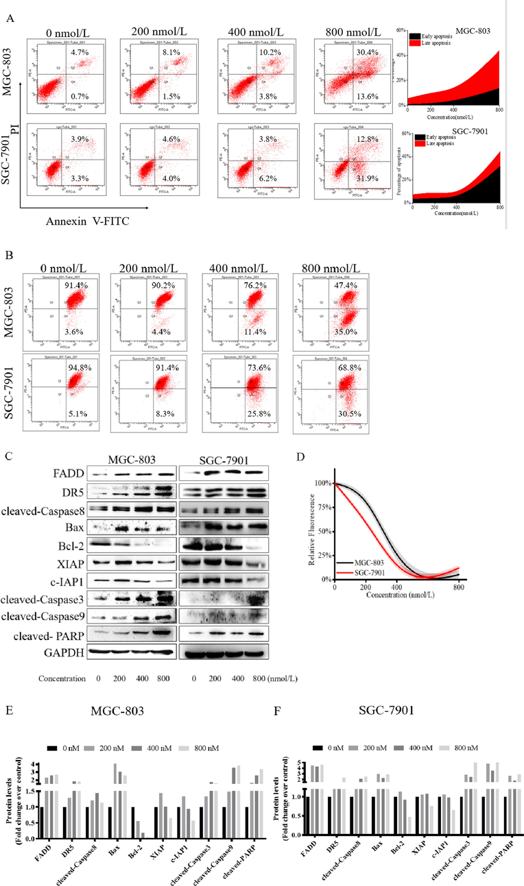 Compound 9l induced cell apoptosis in gastric cancer MGC-803 and SGC-7901 cells. Cells were treated with indicated concentrations of compound 9l for 48 h. A. Cell apoptosis percentage of gastric cancer MGC-803 and SGC-7901 cells induced by compound 9l; B & D. Mitochondrial membrane potential (ΔΨm) depolarization of gastric cancer cells induced by compound 9l; C. E & F. Levels of cell apoptosis related proteins in gastric cancer MGC-803 and SGC-7901 cells.