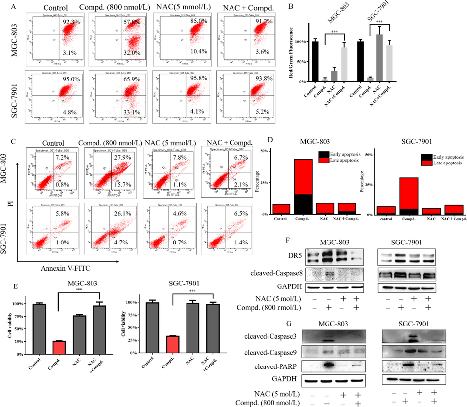 Compound 9l induced cell apoptosis via ROS generation, cells were treated with compound 9l, NAC or both compound 9l and NAC for 48 h. A & B. Mitochondrial membrane potential (ΔΨm) depolarization of gastric cancer MGC-803 and SGC-7901 cells; C & D. Cell apoptosis percentage of gastric cancer cells; E. Cell viability of gastric cancer cells after the treatment with compound 9l, NAC or both compound 9l and NAC for 48 h; F & G. Levels of apoptosis related proteins after the treatment with compound 9l, NAC or both compound 9l and NAC for 48 h.
