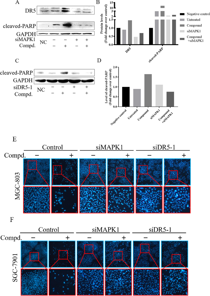 Compound 9l inhibited gastric cancer cells via its effect on ERK and DR5. Cells were treated with compound 9l (800 nmol/L) with or without siRNA for ERK or DR5 (100 pmol/L) for 48 h. A, B, C &D. Cell apoptosis related protein levels; E & F. Cell nucleus morphologies of gastric cancer cells.