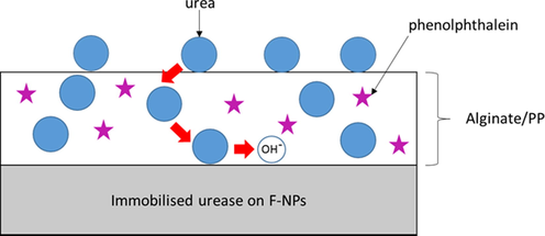 Schematic illustration of the CaCO3-NPs-based optical biosensor for urea detection.